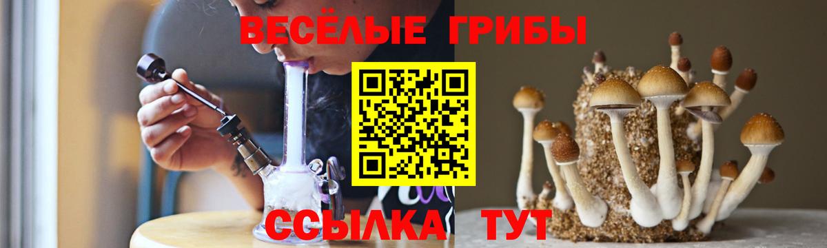 Псилоцибиновые грибы Psilocybine cubensis Новозыбков
